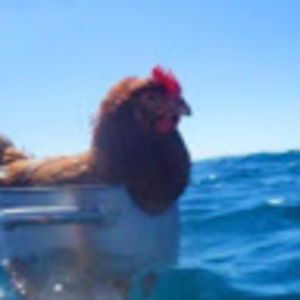 Meet your Posher, Sasha